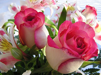 BEAUTIFUL BUDS, gardens, bouquets, buds, roses, plants, perfection, gifts, flowers HD wallpaper