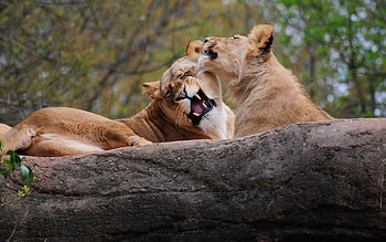 Animals, Couple, Pair, Lion, Predator, Game, Care HD wallpaper