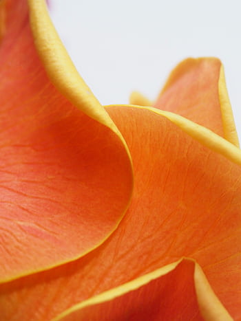 Detailed close-up of vibrant orange rose petals with a soft, delicate texture. HD phone wallpaper