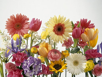 Plants, Flowers HD wallpaper