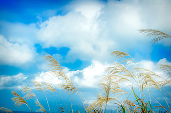 Nature, Grass, Sky, Clouds, Ears, Spikes HD wallpaper