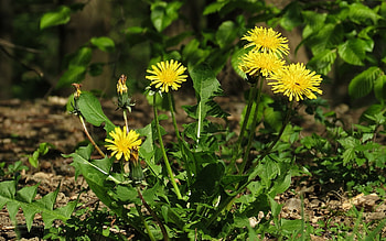 Dandelions, flowers, spring, yellow HD wallpaper