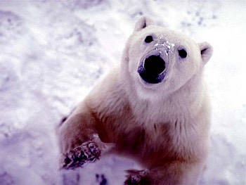 cute polar bear, winter, bear, snow, cold, polar, cute, nature, ice HD wallpaper
