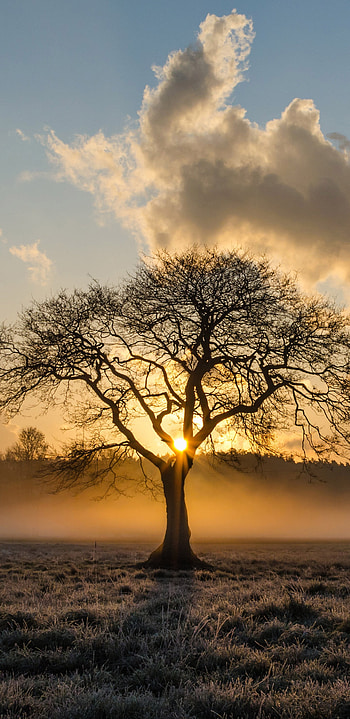 Solitary oak tree, Samsung Galaxy , Q display, resolution HD phone wallpaper