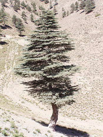 Paktia, Cedar Trees HD phone wallpaper