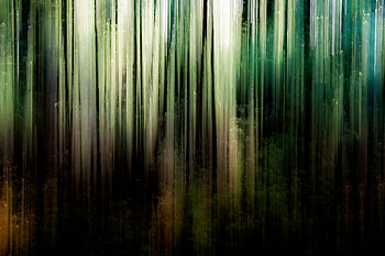 Abstract, Trees, Divorces, Spring HD wallpaper