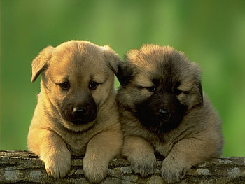 two cute puppies, two, cute, puppy, adorable HD wallpaper
