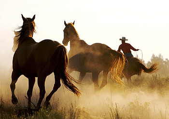 Animals, Horses, Cowboy, Lasso HD wallpaper