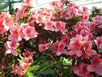 Flowers, Bush, Branches, Bloom, Flowering, Greens, Azalea HD wallpaper