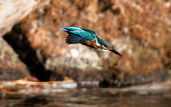 Kingfisher, flight, Latvia, bird HD wallpaper