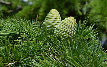 pine tree , Nature's wonder, Beautiful landscapes, Fresh greenery HD wallpaper