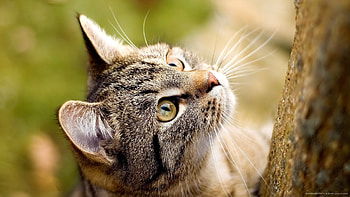 Cat wants to climb up a tree for HD wallpaper