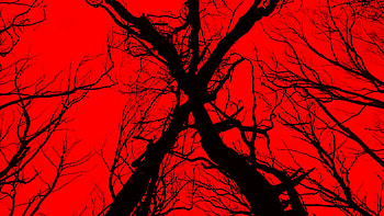 Movie, Blair Witch HD wallpaper