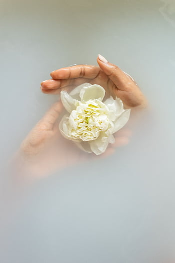 A serene showcasing a woman’s hand delicately holding a white peony surrounded by milky water, perfect for spa and wellness themes. HD phone wallpaper