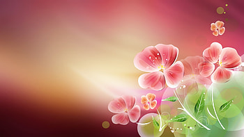 Flowers, pink, abstract, light HD wallpaper