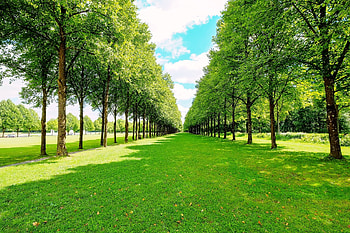 Grass Green Tree, grass, green, park, tree HD wallpaper