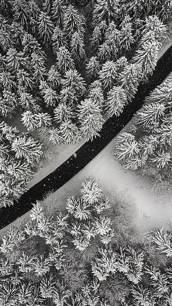 Winter pine trees, Snowy wonderland, Aerial view, Winter HD phone wallpaper