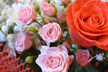 Bouquet, rose, colorful HD wallpaper