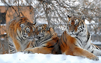 Animals, Tigers, Snow, Three, Big Cats, Snowfall HD wallpaper