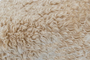 Detailed close-up of beige wool texture, showcasing soft, curly fibers perfect for backgrounds and design elements. HD wallpaper