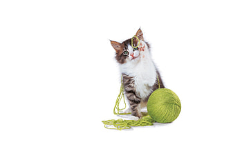 Kitten, Animals, Kitty, Nice, Sweetheart, Playful, Paws, Clew HD wallpaper