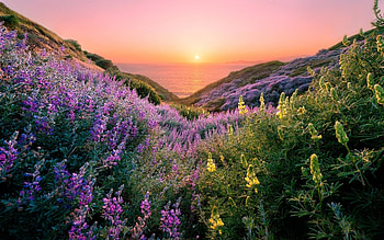 Summer Mountains at Sunset, blossoms, landscape, sky, sun, floers HD wallpaper