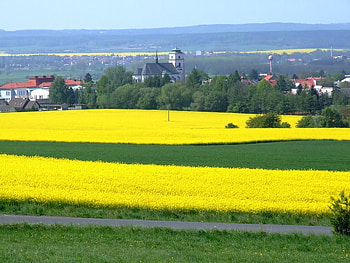 A Sweeping Color of Yellow, grass, sky, plants, yellow HD wallpaper