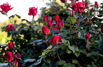 Flowers, Roses, Bush, Greens, Garden, Buds HD wallpaper