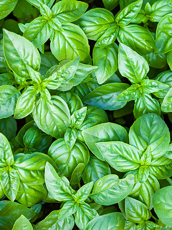 Earth plant, Organic growth, Sustainability, Environmental awareness HD phone wallpaper