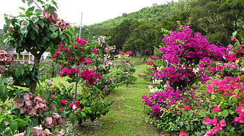 Beautiful Bougainvillea, flowers, Beautiful, bright color, park HD wallpaper