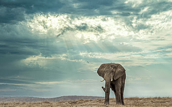 big elephant, evening, sunset, cloudy sky, clouds, elephants, Africa, wildlife, wild animals HD wallpaper