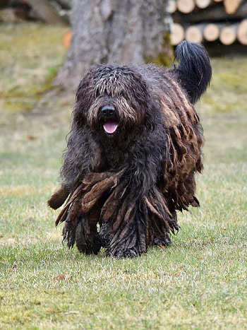 Bergamasco, Training course, Bergamasco, Animal HD phone wallpaper