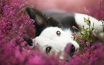 Pure joy ~ by Alicja Zmyslowska, dog, animal, white, black, Alicja Zmyslowska, cute, spring, pink, field, border collie, joy HD wallpaper