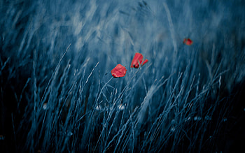 Plants, Flowers, Poppies HD wallpaper
