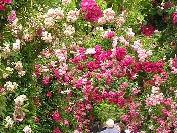 roses, botanical, arches, nature HD wallpaper