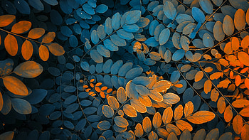 Herbs, small leaf, branches, nature HD wallpaper