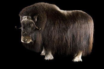 Muskox, Majestic creature, Animal graphy, Stunning HD wallpaper