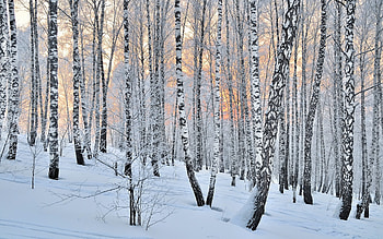 Birch Forest, winter, trees, birches, forest, snow HD wallpaper