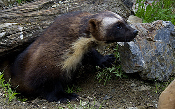 Wolverine animal , , Gulo gulo, Animal planet HD wallpaper