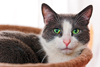 Animals, Cat, Muzzle, Sight, Opinion, Green Eyed, Green-Eyed HD wallpaper