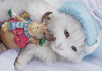 i luv christmas, kitten, kitty, decor, cat, nice, animals, lovable, christmas, adorable, eye HD wallpaper