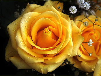 Yellow Rose, rose, beautiful, , yellow HD wallpaper