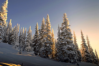 Spruce trees, Winter wonderland, Snowy slopes, Natural HD wallpaper