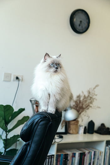 Fluffy white Persian cat with blue eyes perched on a black office chair, indoors. HD phone wallpaper