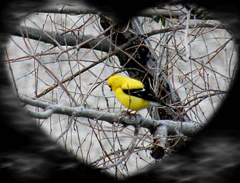 Be-Still-My-Heart, in, our, finch, yellow, trees HD wallpaper
