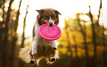 Australian Shepherd, animal, Dog, Shepherd, Australian HD wallpaper