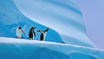 Penguins In Antarctica , penguins, birds, animals HD wallpaper