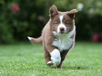Dog enjoying the grass, animal, dog, puppy, run, nature HD wallpaper