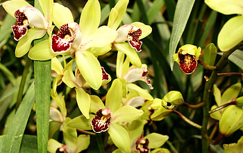 Plants, Flowers HD wallpaper
