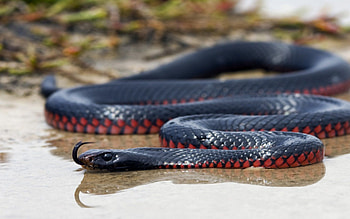 Sleek reptile, Dark background, Venomous creature, Intense gaze HD wallpaper